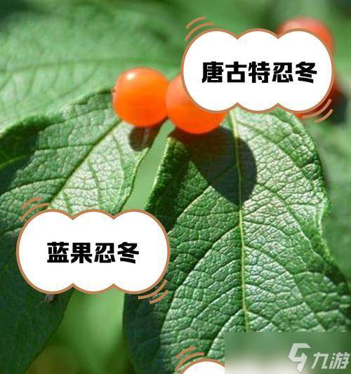 《原神》中的“忍冬之果”最适合给哪些角色使用