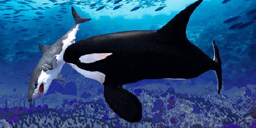 《虎鲸模拟器最新版》截图1