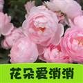 花朵爱消消赚钱小游戏
