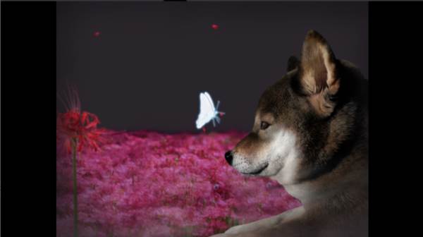 翌日波奇狗的历险记图片2