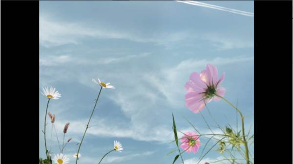 翌日波奇狗的历险记图片5