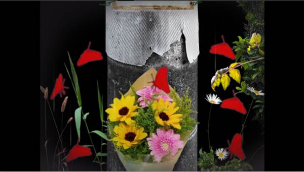 翌日波奇狗的历险记图片8