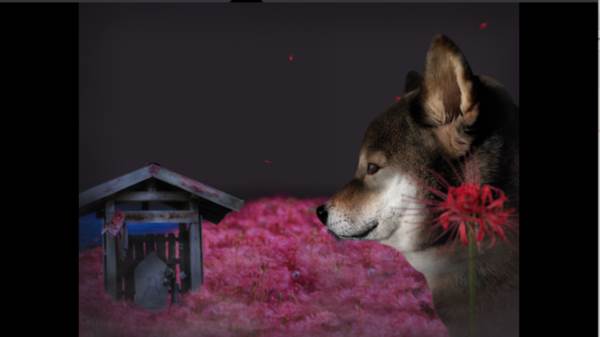 翌日波奇狗的历险记图片9