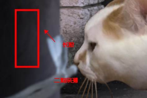 翌日猫之怪奇谭游戏图片3